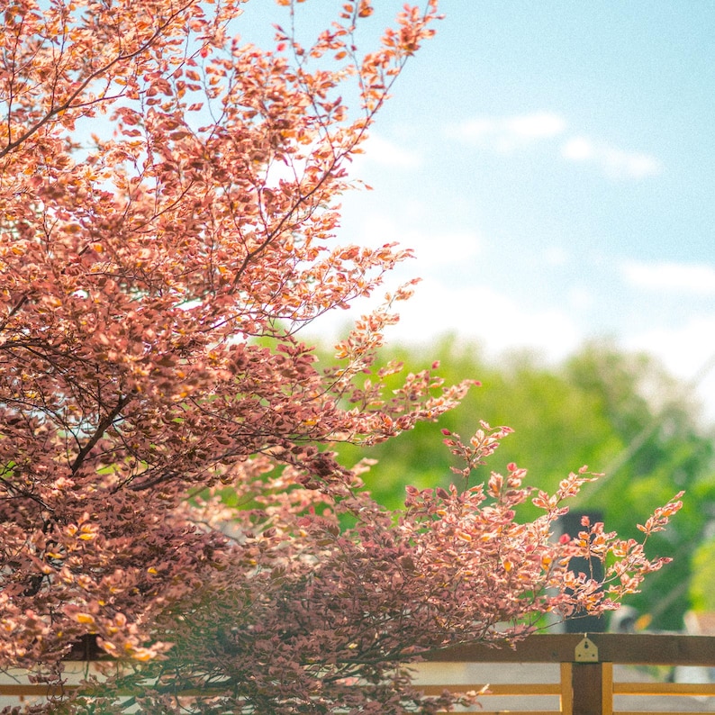 Puede incluir: Un &aacute;rbol de hoja caduca con follaje variegado que presenta una mezcla de hojas rosas, crema y verdes. Las ramas se extienden horizontalmente, mostrando densos racimos de peque&ntilde;as hojas serradas contra un cielo azul brillante.