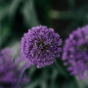 Puede incluir: Primer plano de vibrantes flores de allium moradas en plena floración. Las cabezas de las flores esféricas están densamente llenas de diminutas flores, creando una apariencia texturizada. El fondo es un verde suave y borroso, realzando el enfoque en las flores.