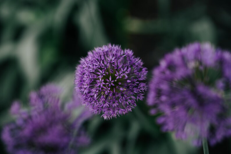 May include: A cluster of spherical purple allium flowers with numerous small star-shaped florets. The central flower is in sharp focus, displaying a dense, globe-like structure with vibrant violet petals, while surrounding blooms appear blurred.