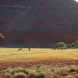 May include: A wide landscape view featuring a light-colored horse and a dark-colored horse grazing in a grassy field. In the background, a large, steep, reddish-brown rock formation rises against the sky, with green trees visible near the base.
