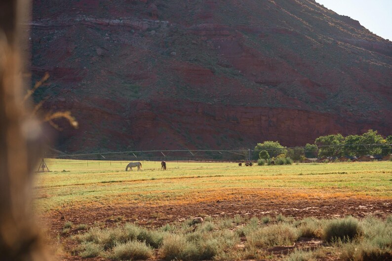 May include: A wide landscape view featuring a light-colored horse and a dark-colored horse grazing in a grassy field. In the background, a large, steep, reddish-brown rock formation rises against the sky, with green trees visible near the base.