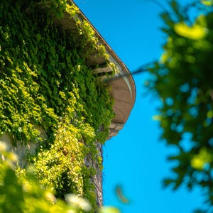 Puede incluir: Una pared exterior de piedra curva cubierta de densas hojas de hiedra verde bajo un cielo azul claro y brillante. La estructura presenta un borde de techo prominente con detalles arquitect&oacute;nicos parcialmente ocultos por el follaje trepador.