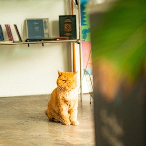 Fujifilm Lightroom-förinställningar | 2 rena, naturliga filmlooker | Startpaket | Nedladdning av XMP för mobil och dator bild 8