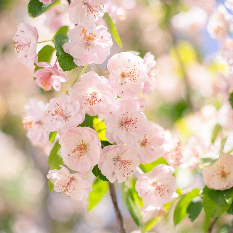 Puede incluir: Un racimo de delicadas flores de color rosa p&aacute;lido en la rama de un &aacute;rbol, con m&uacute;ltiples capas de p&eacute;talos suaves y estambres amarillos prominentes. Peque&ntilde;as hojas de color verde vibrante se intercalan entre las flores, sobre un fondo desenfocado.