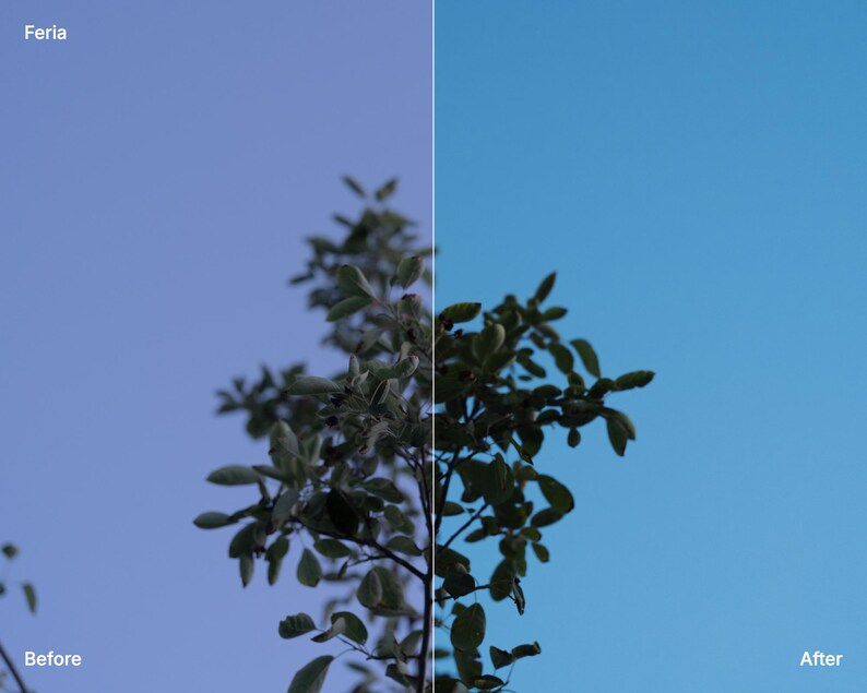 May include: A split-screen comparison showing a tree branch against a sky background. The left side is labelled 'Feria' and 'Before' with a muted purple-blue sky, while the right side is labelled 'After' with a vibrant, clear bright blue sky.