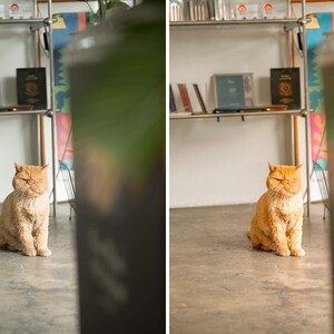 May include: A ginger cat with a flat face and short fur sits on a concrete floor. The cat has its eyes closed and is positioned in front of a metal shelving unit containing books and various items. The image is split into two side-by-side panels.