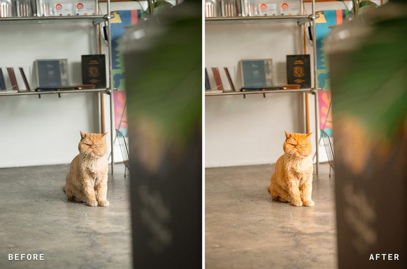May include: A ginger cat with a flat face and short fur sits on a concrete floor. The cat has its eyes closed and is positioned in front of a metal shelving unit containing books and various items. The image is split into two side-by-side panels.