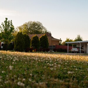 May include: A residential suburban street scene featuring a grassy lawn covered in white dandelion seed heads illuminated by golden hour sunlight, with houses, a carport, parked vehicles, and green trees visible in the background.