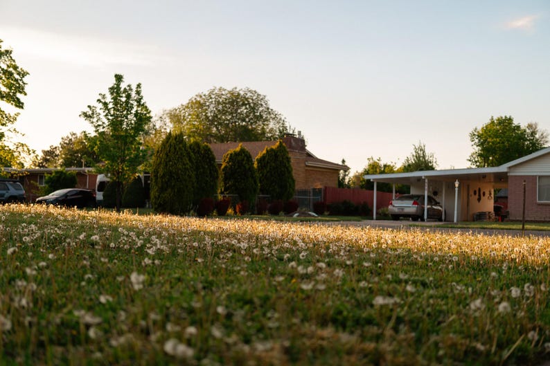 May include: A residential suburban street scene featuring a grassy lawn covered in white dandelion seed heads illuminated by golden hour sunlight, with houses, a carport, parked vehicles, and green trees visible in the background.