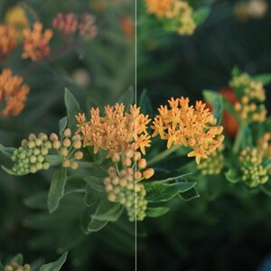 May include: A split-screen comparison of orange butterfly milkweed flowers with green leaves. The left side is labeled 'Claro' and 'Before', showing a lighter exposure, while the right side is labeled 'After', showing a darker, more saturated tone.