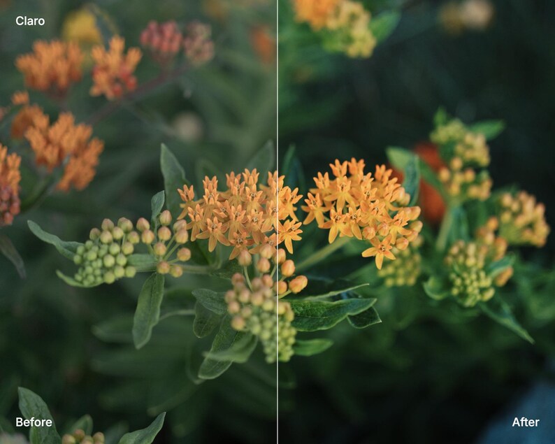 May include: A split-screen comparison of orange butterfly milkweed flowers with green leaves. The left side is labeled 'Claro' and 'Before', showing a lighter exposure, while the right side is labeled 'After', showing a darker, more saturated tone.