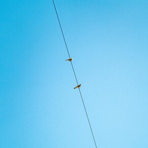 Puede incluir: Dos peque&ntilde;os p&aacute;jaros amarillos posados sobre un fino cable el&eacute;ctrico negro que se extiende diagonalmente a trav&eacute;s de un cielo azul claro y brillante. Las aves est&aacute;n situadas a diferentes alturas a lo largo del cable, mirando hacia la derecha.