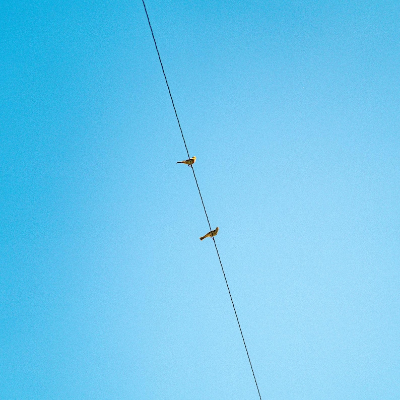 Puede incluir: Dos peque&ntilde;os p&aacute;jaros amarillos posados sobre un fino cable el&eacute;ctrico negro que se extiende diagonalmente a trav&eacute;s de un cielo azul claro y brillante. Las aves est&aacute;n situadas a diferentes alturas a lo largo del cable, mirando hacia la derecha.