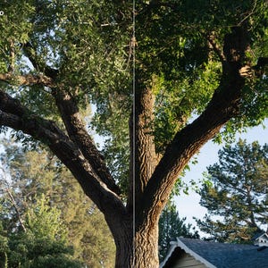 May include: A split-screen comparison of a large deciduous tree with textured brown bark and green leaves. The left side is labeled "Helecho" and "Before," while the right side is labeled "After." The tree stands against a clear blue sky.