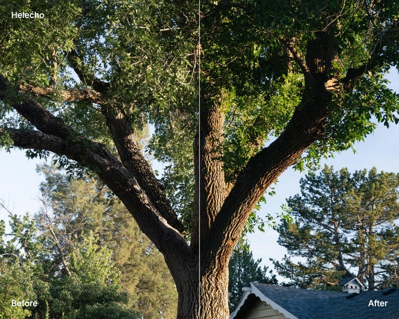May include: A split-screen comparison of a large deciduous tree with textured brown bark and green leaves. The left side is labeled "Helecho" and "Before," while the right side is labeled "After." The tree stands against a clear blue sky.
