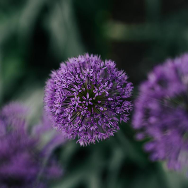May include: A vibrant purple allium flower head composed of numerous small, star-shaped florets arranged in a dense, spherical cluster. The central bloom is in sharp focus, while additional purple allium flower heads appear blurred.