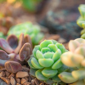 Puede incluir: Una colecci&oacute;n de varias plantas suculentas con hojas en forma de roseta en tonos verde claro, morado suave y amarillo p&aacute;lido, dispuestas junto a un tallo colgante de hojas peque&ntilde;as, carnosas y de color verde claro, sobre un lecho de piedras marrones.