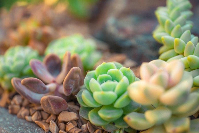 Puede incluir: Una colecci&oacute;n de varias plantas suculentas con hojas en forma de roseta en tonos verde claro, morado suave y amarillo p&aacute;lido, dispuestas junto a un tallo colgante de hojas peque&ntilde;as, carnosas y de color verde claro, sobre un lecho de piedras marrones.