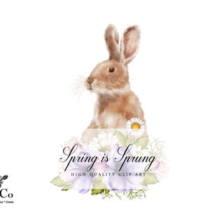 May include: A watercolor illustration of a brown rabbit peeking over a bouquet of white and purple flowers. The text "Spring is Sprung" is written in a decorative font above the flowers. The text "High Quality Clip Art" is written below the flowers.