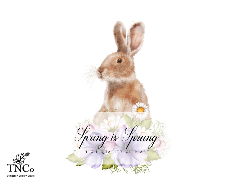 May include: A watercolor illustration of a brown rabbit peeking over a bouquet of white and purple flowers. The text "Spring is Sprung" is written in a decorative font above the flowers. The text "High Quality Clip Art" is written below the flowers.