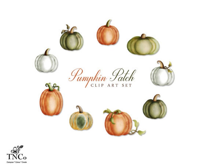 Pumpa Clipart - Skörde Clipart - Akvarellpumpor - Akvarell Clip Art - Halloweenpumpor - Halloween Clip Art - Kommersiellt bruk bild 2