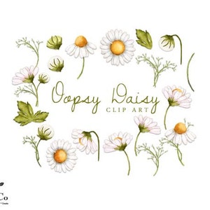 Daisy clip art - Watercolour flower clipart - Watercolour daisies - Flower illustration - Commercial use clip art - Botanical print -