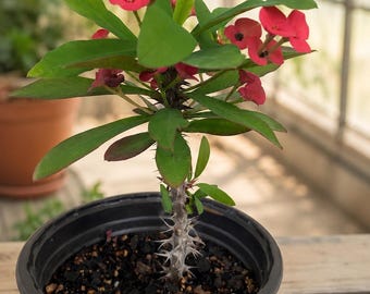 Crown of Thorns. Well Rooted Plant.  Red flower. Corona de Cristo.