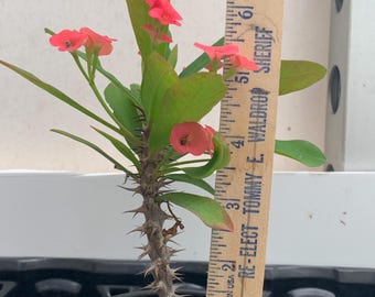 Crown of Thorns. Well Rooted Plant.  Red flower. Corona de Cristo.