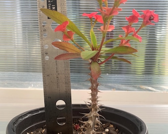 Crown of Thorns. Well Rooted Plant.  Red flower. Corona de Cristo.