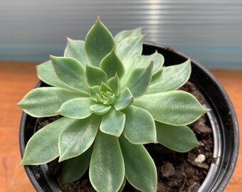 Graptopetalum Tacitus bellus- Chihuahua Flower. Red flowers. Live Succulent