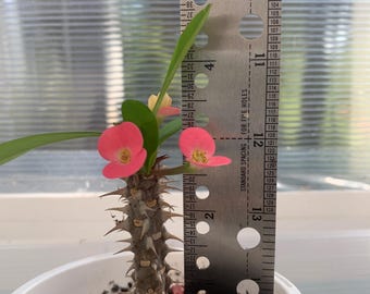 Crown of Thorns. Well Rooted Plant.  Pink flower. Corona de Cristo.