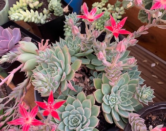 Graptopetalum Tacitus bellus- Chihuahua Flower. Red flowers. Live Succulent