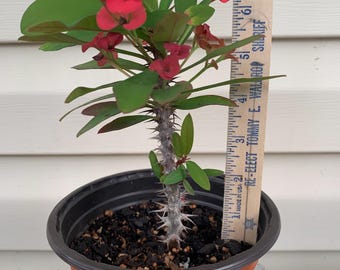 Crown of Thorns. Well Rooted Plant.  Red flower. Corona de Cristo.