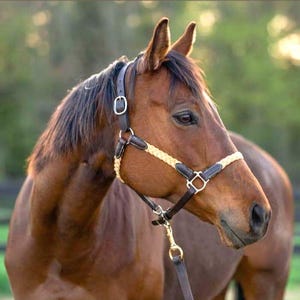 Braided Leather Horse Halter | Premium Western Halter | Adjustable Equine Tack | Handmade Horse Halter