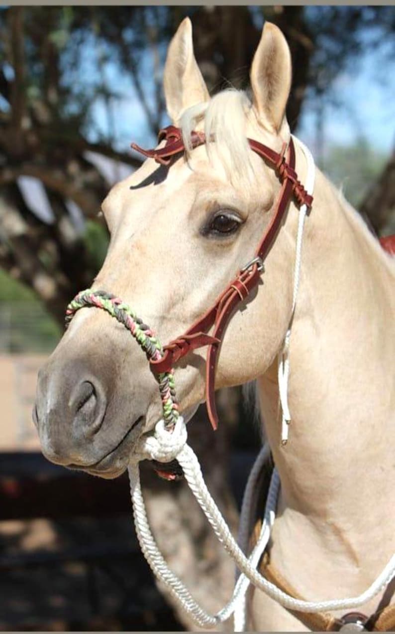 Bit Less Rope Halter Braided Rope Hackamore Horse Halter | Western Bitless Bridle | Soft ...