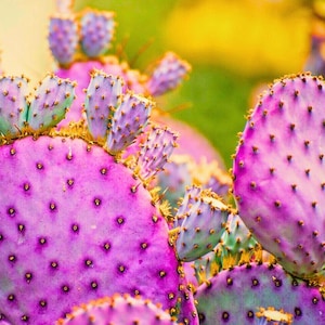 Purple Pricky Pear Arizona Cactus Opuntia Macrocentra Rare Purple Cacti 5 Seeds