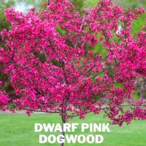 May include: A vibrant image of a Dwarf Pink Dogwood tree in full bloom. The tree is covered in bright pink flowers, set against a green background. The text "Dwarf Pink Dogwood" is displayed in white at the bottom of the image.