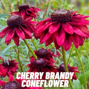 May include: Close-up of Cherry Brandy Coneflowers. The flowers have deep burgundy petals surrounding a dark brown center. The petals are slightly ruffled and the stems are green. The text "CHERRY BRANDY CONEFLOWER" is at the bottom of the image.