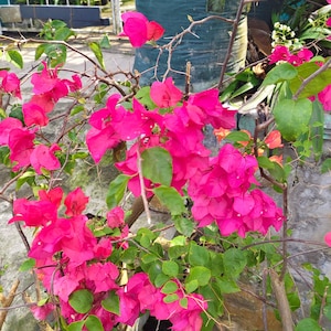 Bougainvillea Rosenka Small Well Rooted Starter Plant HTF Rare