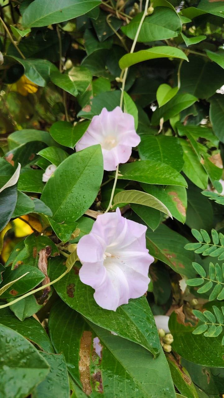 Pétalo Rosa Flor Planta árbol Malva, Gloria De La Mañana, Planta - Foto 3