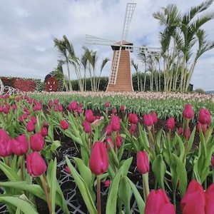 Red Turkis Tulip Huge Perennial 500 Seeds