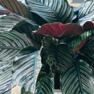 25 Calathea Ornata Gartenpflanzen Samen
