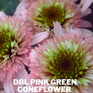 May include: Close-up of several pink and green coneflowers. The petals are a soft pink, with a green and brown center. The text "DBL PINK GREEN CONEFLOWER" is at the bottom of the image.