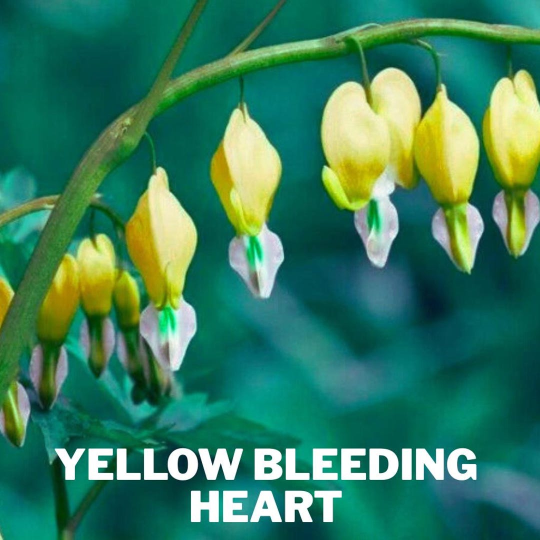 Bleeding Yellow Yellow Bleeding Heart Flowers Perennial Bloom 25 Seeds - Etsy