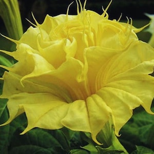 May include: Close-up of a large, vibrant yellow flower with multiple layers of ruffled petals. The flower has a trumpet-like shape with pointed tips and a delicate, textured appearance. The background is a mix of green foliage.
