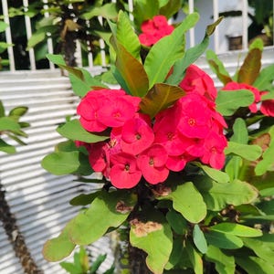 Heirloom Gourd Seeds | Crown of Thorns Shenol 5 NON-GMO Seeds