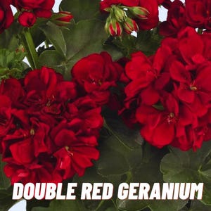 Geranio rojo doble, cesta colgante, flores perennes, 10 semillas