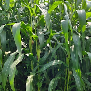 Yellow Corn &#39;Early&#39; Extra Sweet Zea Mays Vegetable 60 Seeds