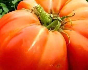 Tomate Mortgage Lifter Heirloom, tomate enorme, 100 semillas