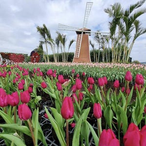 1000 pcs Poppy Red Tulip Flores Bonsai Seeds